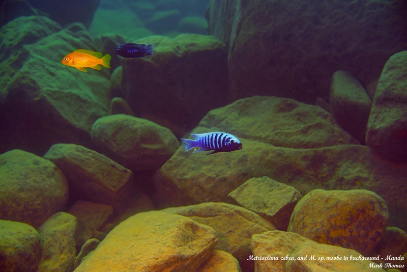 Maylandia zebra 'Manda'